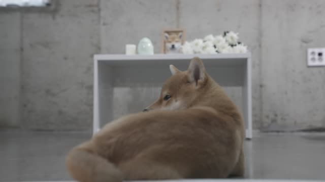 동물병원 강아지 장례식장 영정사진 누워있는 강아지 모습
