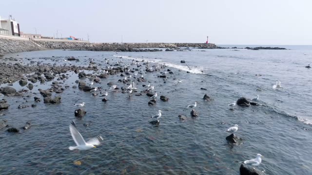 Scenery of Bomok Port, sea, beach and flock of seagulls / Seogwipo-si ...