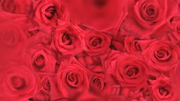 Red roses falling into a pile (VID_1324784) - 게티이미지뱅크